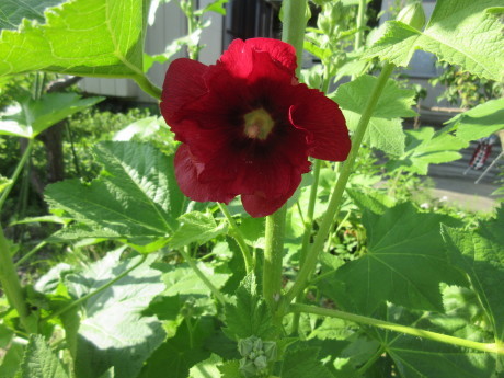 親身にねこのご心配・マスク材料頂く・花いろいろ_a0203003_18200421.jpg