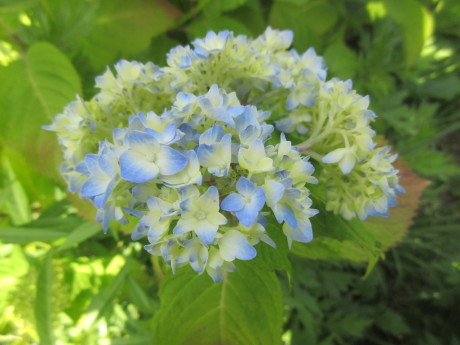 親身にねこのご心配・マスク材料頂く・花いろいろ_a0203003_18202259.jpg
