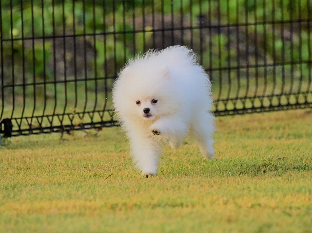 子犬に必要なもの_d0360206_19385727.jpg