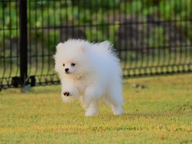 子犬に必要なもの_d0360206_19390100.jpg
