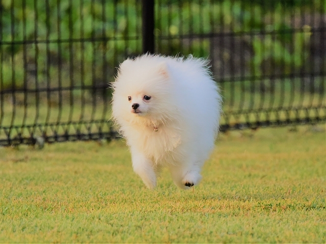 子犬に必要なもの_d0360206_19390513.jpg