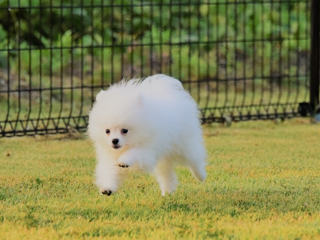 子犬に必要なもの_d0360206_19390825.jpg