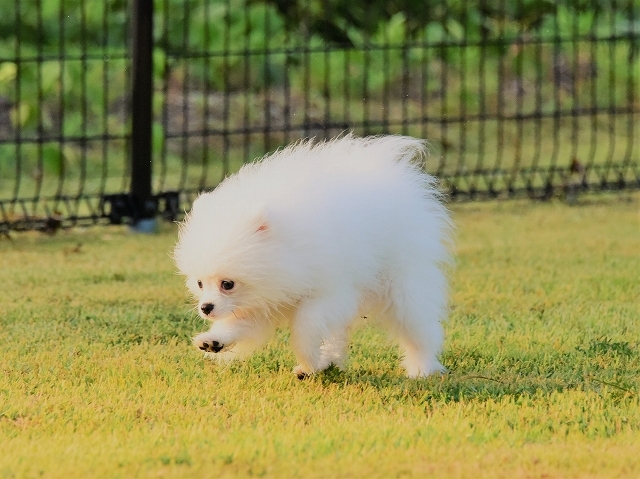 子犬に必要なもの_d0360206_19391249.jpg
