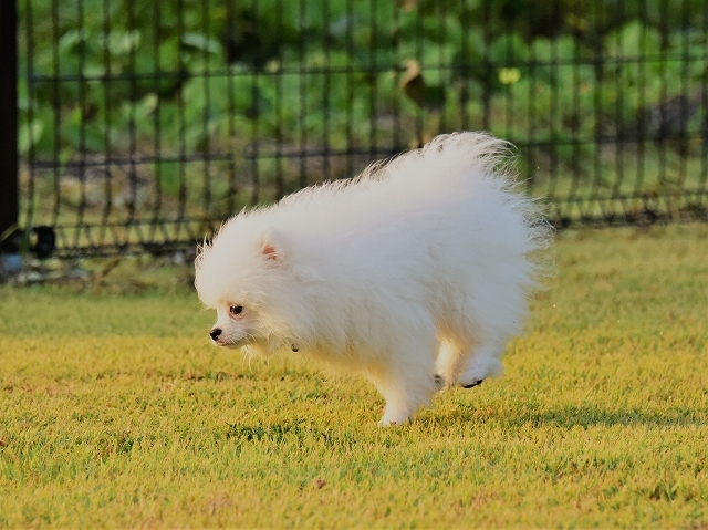 子犬に必要なもの_d0360206_19391521.jpg