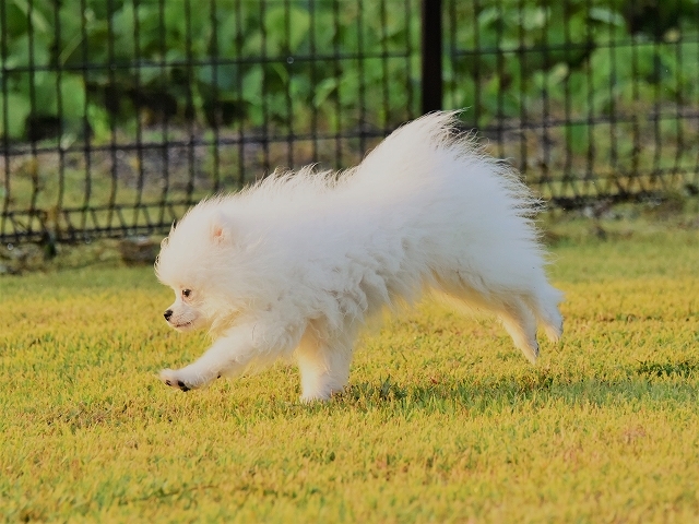 子犬に必要なもの_d0360206_19392036.jpg
