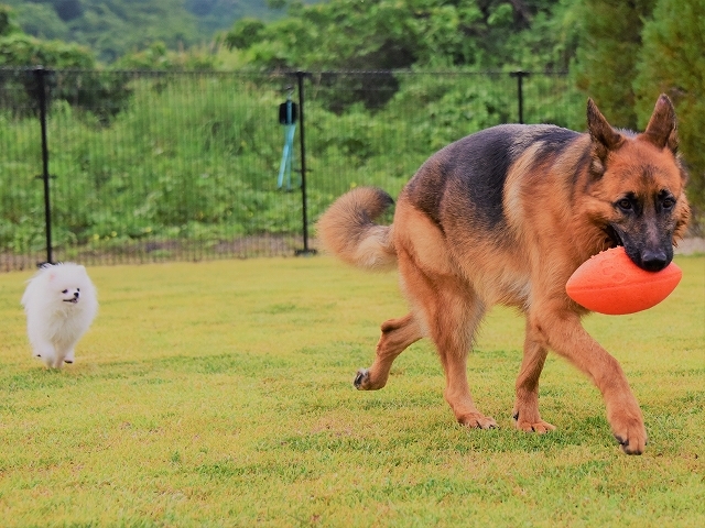 いまは何も手につかない_d0360206_20585434.jpg