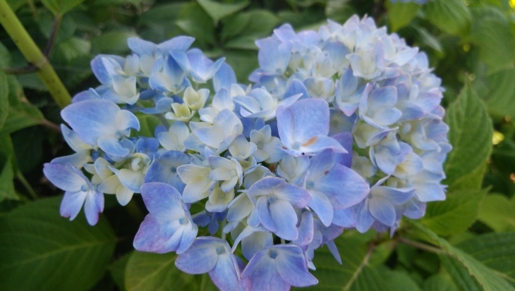 紫陽花の花の部分とは 21 6 04 徳ちゃん便り