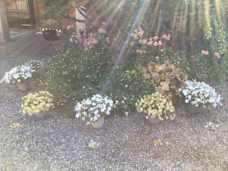 サフィニアの花がら摘みは平均一株７０でバラはワイズポーシャ バラやらナンやら