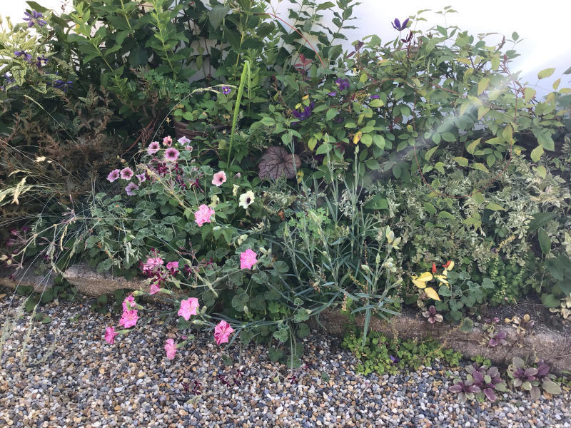 サフィニアの花がら摘みは平均一株７０でバラはワイズポーシャ バラやらナンやら