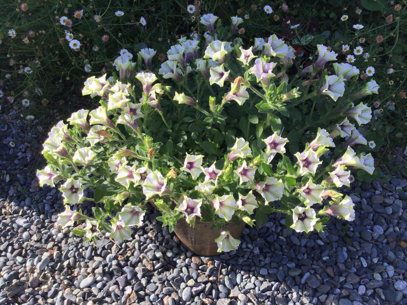 サフィニアの花がら摘みは平均一株７０でバラはワイズポーシャ バラやらナンやら