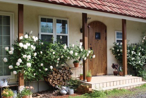 バラ マダムアルフレッドキャリエール が満開 ペコリの庭と時々パン