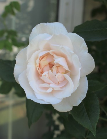 バラ マダムアルフレッドキャリエール が満開 ペコリの庭と時々パン