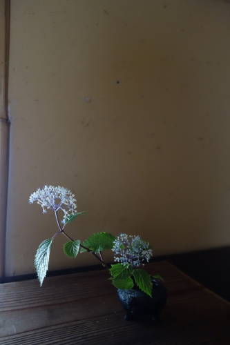 シランと紫陽花の季節_a0197730_21082003.jpg