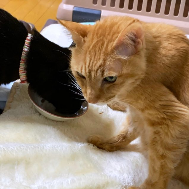 おいしいものを。_d0355333_23223393.jpg