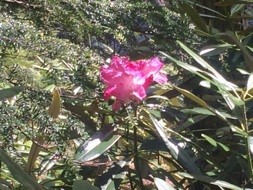 石楠花が咲いてます_c0369344_23050582.jpeg