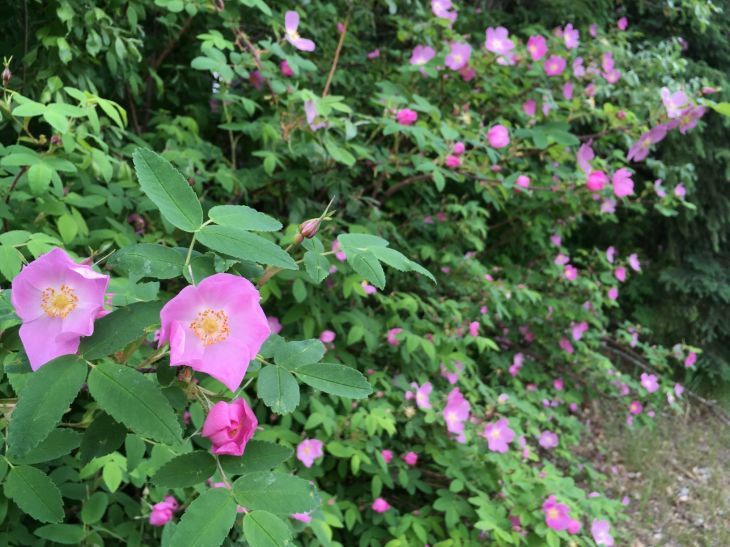 オオタカネバラ Prickly Rose_b0135948_14520374.jpg