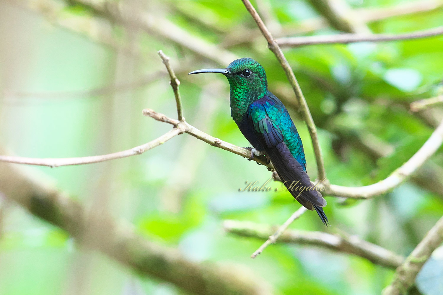 ミドリボウシモリハチドリ（Green-crowned Woodnymph） ＃40