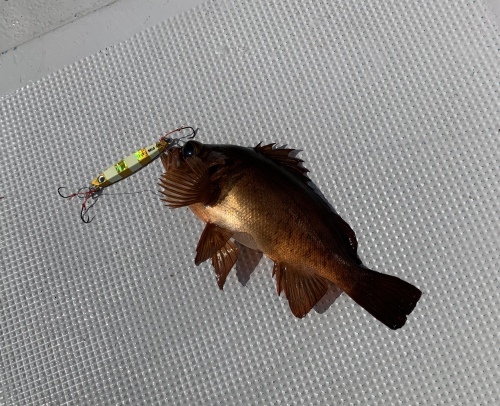 6月2日 近海便_d0335966_18123190.jpeg