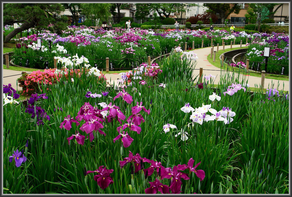 堀切菖蒲園 2020_b0340572_13111220.jpg