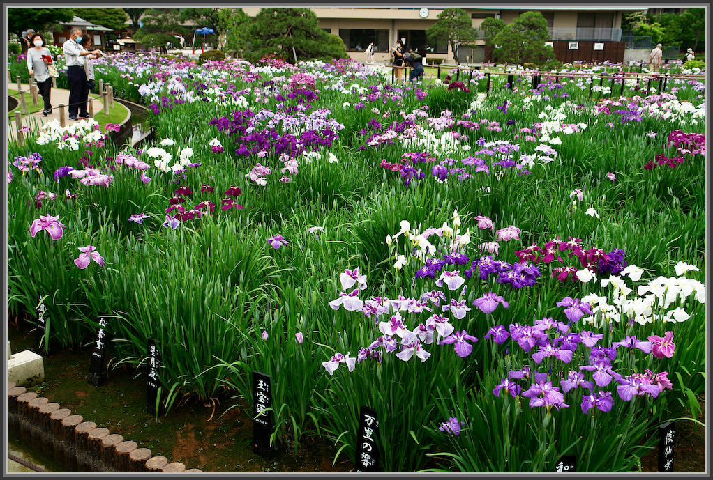 堀切菖蒲園 2020_b0340572_13111966.jpg