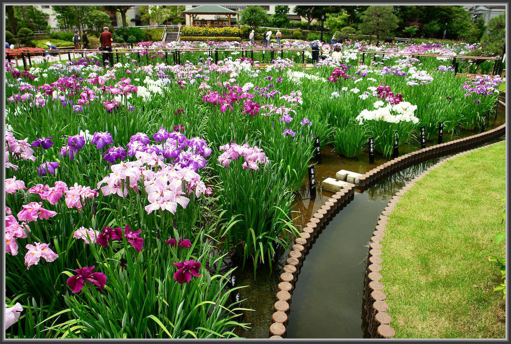 堀切菖蒲園 2020_b0340572_13112703.jpg