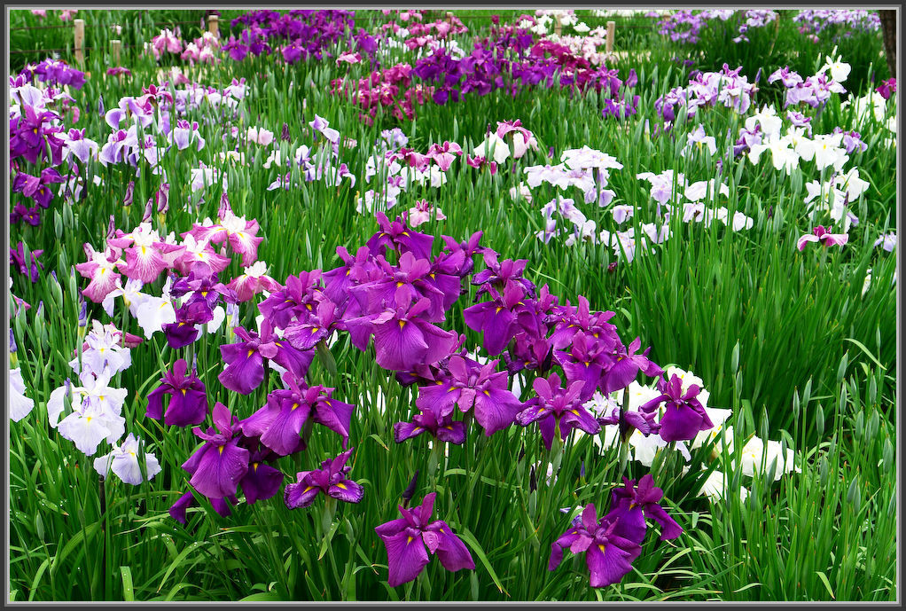 堀切菖蒲園 2020_b0340572_13115289.jpg