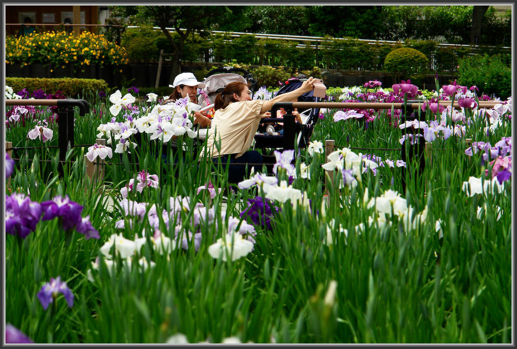 堀切菖蒲園 2020_b0340572_13120057.jpg