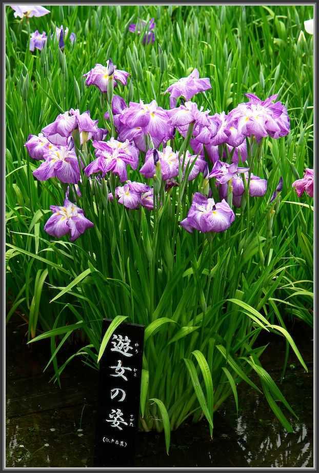 堀切菖蒲園 2020_b0340572_16333971.jpg