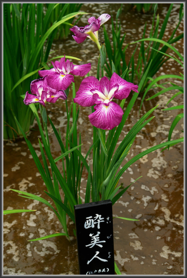 堀切菖蒲園 2020_b0340572_16335671.jpg