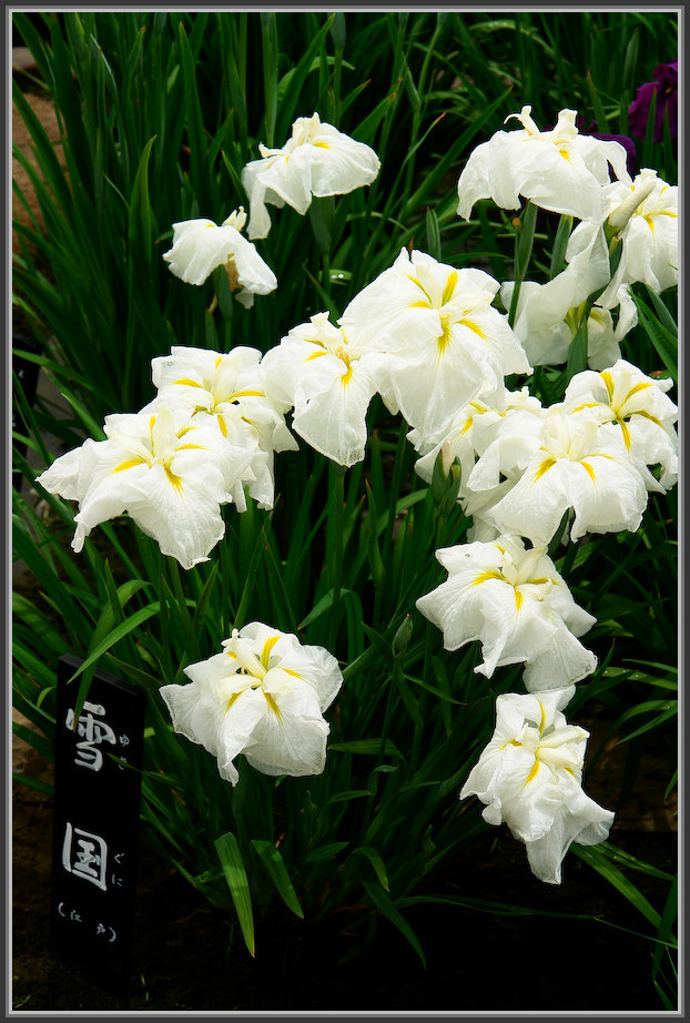 堀切菖蒲園 2020_b0340572_16340399.jpg