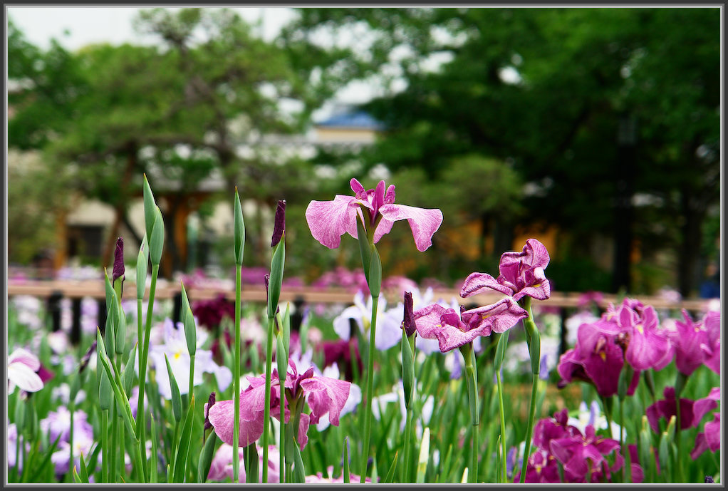 堀切菖蒲園 2020_b0340572_21100478.jpg