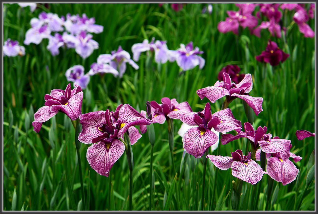 堀切菖蒲園 2020_b0340572_21102511.jpg