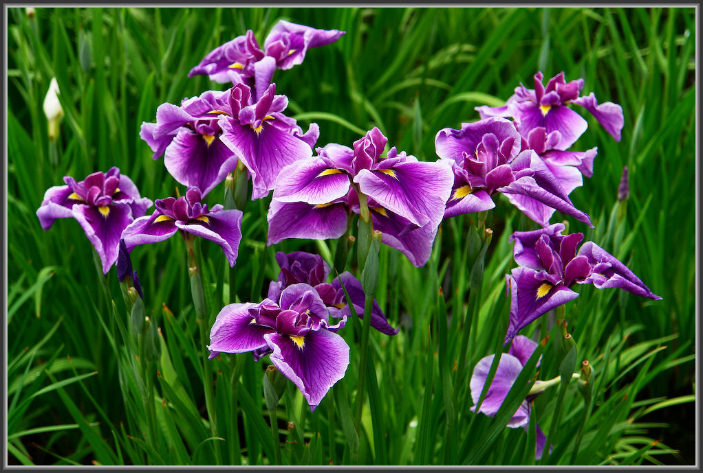堀切菖蒲園 2020_b0340572_21103128.jpg
