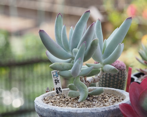 折鶴観察記 : 静かに過ごす部屋