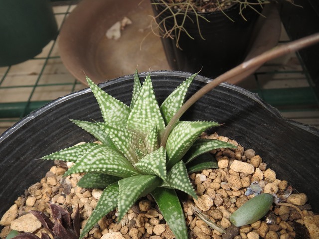 ハオルチアの種が採れました 葉と花とに魅せられて ハオルチアの種が採れました 葉と花とに魅せられて