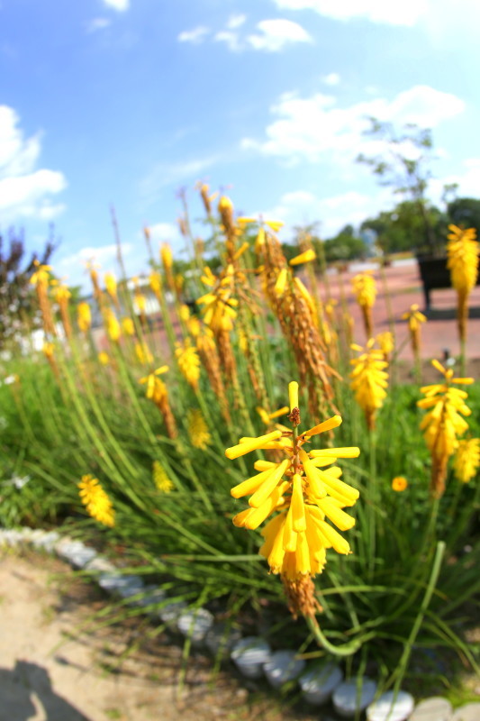 国営木曽三川公園 フラワーパーク江南_f0367980_19300695.jpg