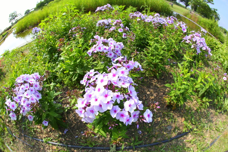 国営木曽三川公園 フラワーパーク江南_f0367980_19390703.jpg