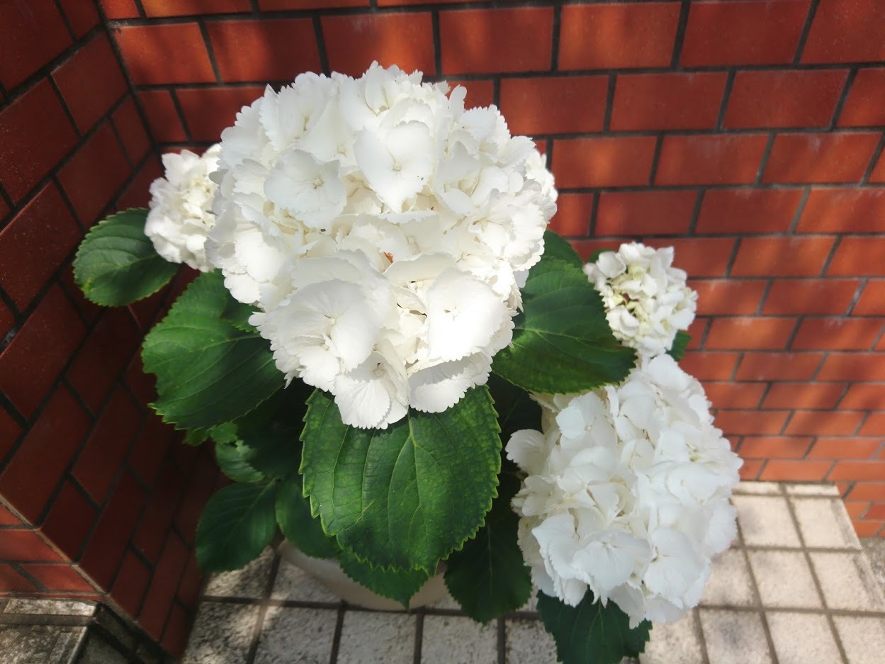 白い花_f0197985_17315895.jpg