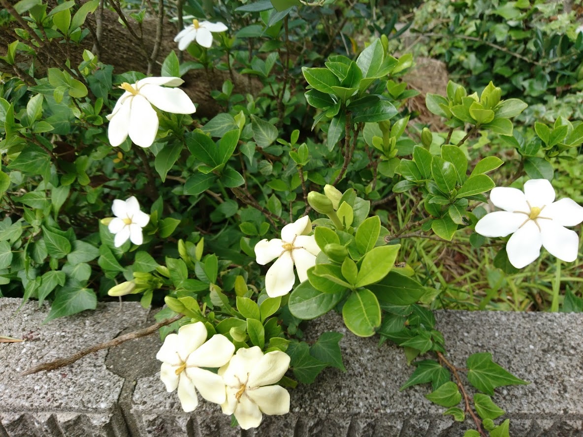 白い花_f0197985_17320633.jpg