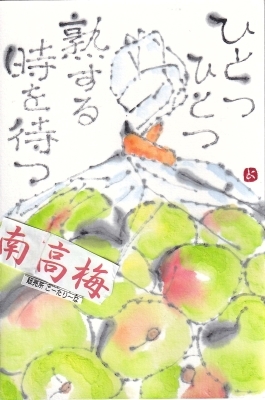 南高梅・熟する時を待つ_a0030594_22183121.jpg