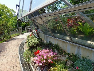 白い メラレウカ の隣 手柄山温室植物園ブログ 山の上から花だより 白い メラレウカ の隣 手柄山温室植物園ブログ 山の上から花だより