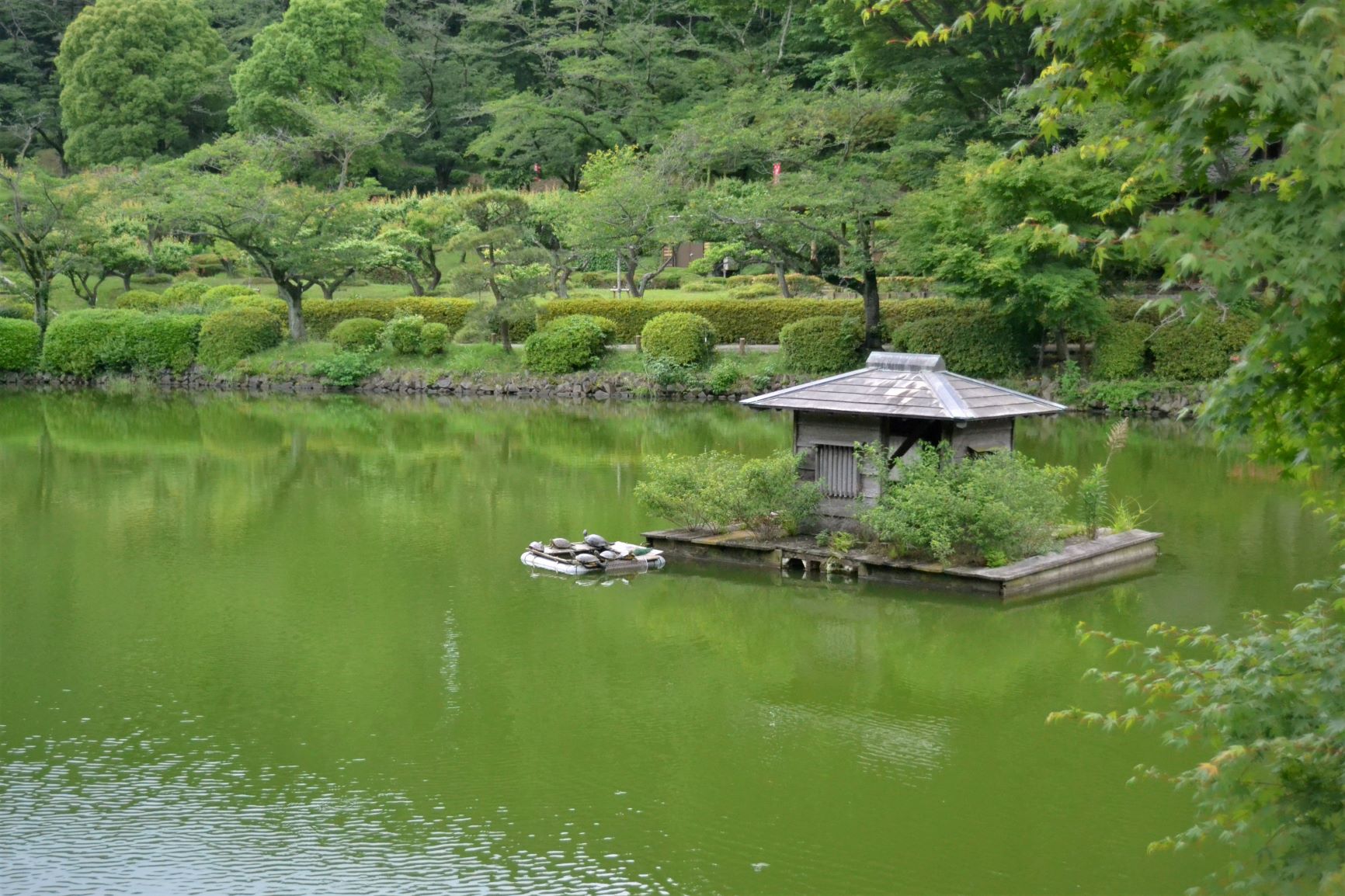 薬師池公園　ナウ　（町田）_a0053796_21292843.jpg