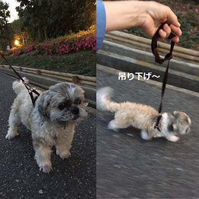 ひさびさの姫の襲撃と王子。_f0372998_20213868.jpg