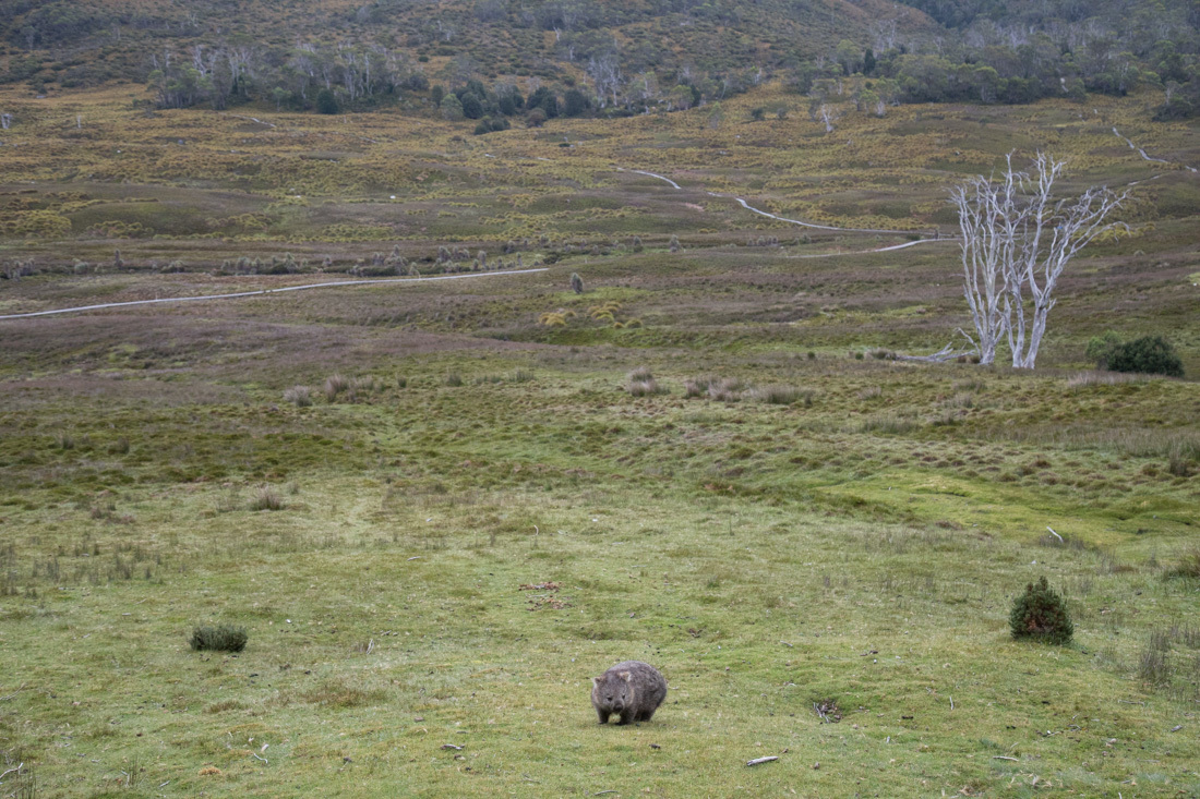Bear-nosed Wonbat ウォンバット <タスマニア>_c0248100_19595122.jpg