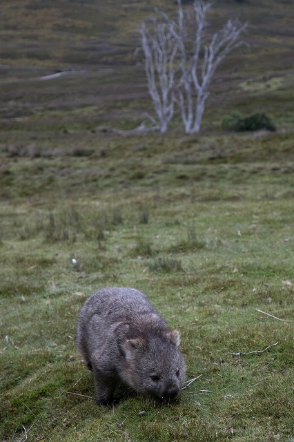 Bear-nosed Wonbat ウォンバット <タスマニア>_c0248100_20015911.jpg