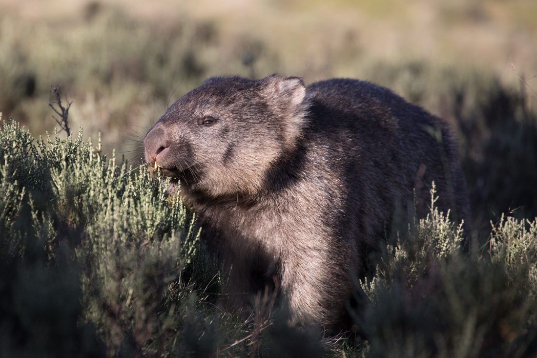 Bear-nosed Wonbat ウォンバット <タスマニア>_c0248100_20015930.jpg