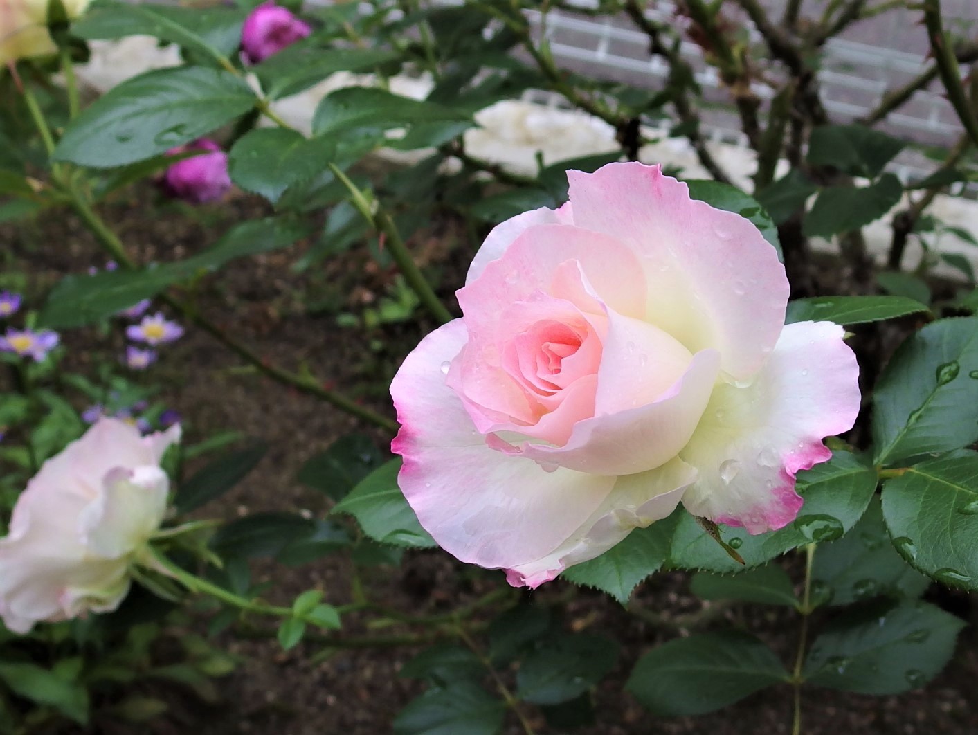 こんな表情も マチルダ 一番花 小さな庭でバラさんたちと