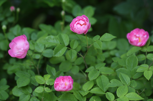 薔薇 深紅のラバクルート、ピンクのローブリッターなど _a0357206_21031878.jpg