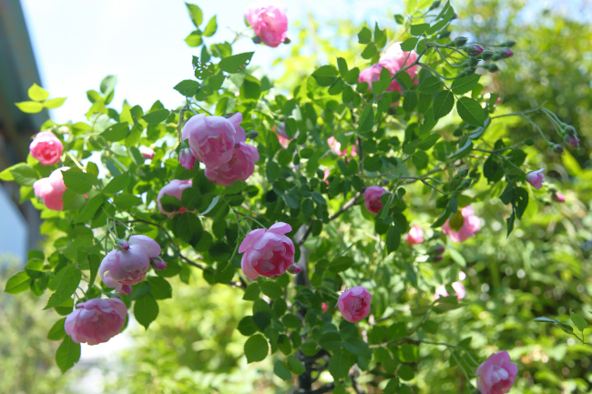 薔薇 深紅のラバクルート、ピンクのローブリッターなど _a0357206_21041427.jpg