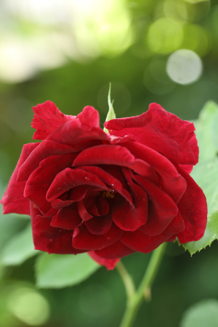 薔薇 深紅のラバクルート、ピンクのローブリッターなど _a0357206_21050969.jpg
